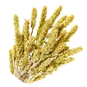 Tè greco di montagna BIO pannocchie intere 1 kg - Foto 1 di 9