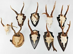 Sammlung Abnorm Rehbock - Jagdtrophäe - Rehgehörn Gehörn - Picture 1 of 4
