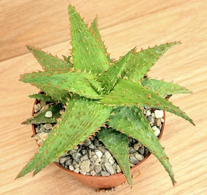 Aloe TCT , pot 10 cm (Cod.V22) - Picture 1 of 4