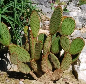1 Bouture/Raquette - Cactus Opuntia Microdasys v. rufida - -10°c - Imagen 1 de 2