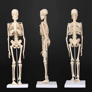 PVC Human Anatomy Skeleton Model Movable Durable for Medical Science Teaching - Picture 1 of 26