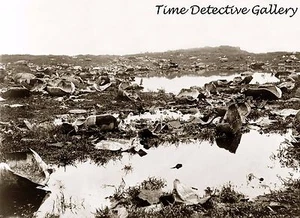 Remains of Tortoises Killed by Hunters Galapagos Is. -1903- Historic Photo Print - Picture 1 of 1