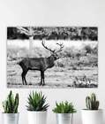 Stag Print at Richmond Park | Deer pictures for Sale, Red Deer Photography