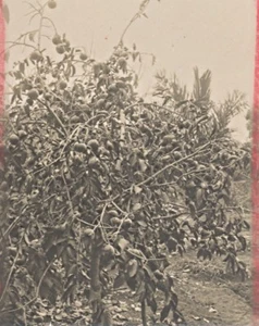 Madagascar Isalo District Fruit Tree Old Photo 1900 - Picture 1 of 2