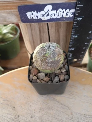Astrophytum Myriostigma cv. 'Ball' Cactus - Image 1 of 2
