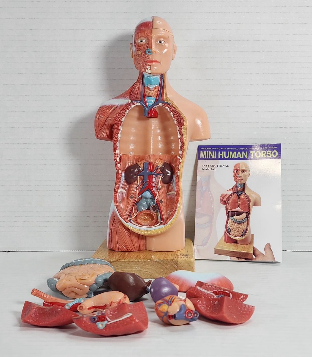 Anatomía Del Torso Humano MonMed 17in Modelo De Torso Humano Con