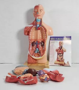 Nuovo modello di corpo umano 11 pollici 15 pezzi busto umano 3D rimovibile nuovo senza scatola - Foto 1 di 9