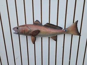 BJV45 New Reproduction Redfish Red Drum 22" Fish Taxidermy - Picture 1 of 3