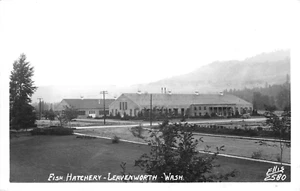 Postal vintage RPPC criadero de peces, Leavenworth, Washington Ellis #2580 c1950 - Imagen 1 de 2