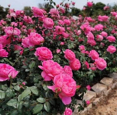 Super Hardy - Rosal de inspiración verdadera - Planta viva - Como peonía Foto 1 de 3