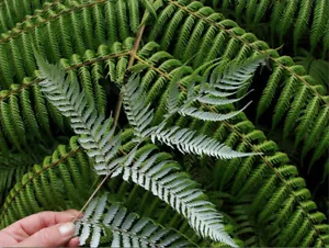 NZ Silver Tree Fern (Cyathea Dealbata) 1000 Spores - Picture 1 of 3