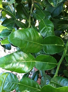 Fresh Kaffir Lime Citrus Hyst Leaves Thai Gourmet Herbs Hand Picked When Order - Picture 1 of 3