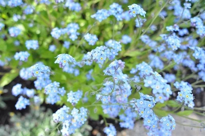 [¡Probado!/Opt COMO NUEVO] Lente principal gran angular Nikon Ai-s Nikkor... - Imagen 1 de 4