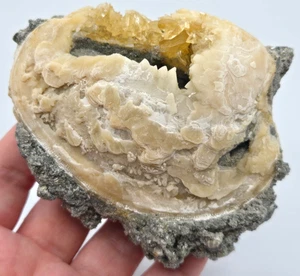 +++ CALCITE IN FOSSILIZED CLAM SHELL RUCK'S PIT, FT. DRUM, FLORIDA +++ - Picture 1 of 7