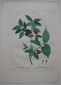 Calycanthus nanus Kleiner Gewürzstrauch Orig Kupferstich 1819 Redoute Duruisseau - Picture 1 of 4