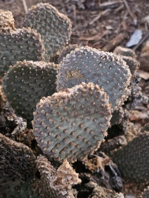 Opuntia Basilaris subs. basilaris, Beaver Tail Cactus, 20 Pads, 3-5" - Image 1 of 4