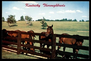 Postkarte Kentucky Vollblüter in Blue Grass Region - Bild 1 von 2