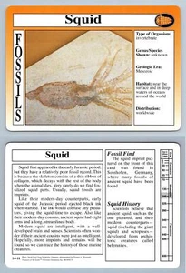 Squid #14.11 - Fossils - Treasures Of The Earth Grolier Card - Picture 1 of 1