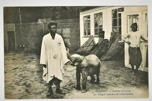 BEBÉ ELEFANTE Y AMIGOS EN LOS JARDINES COLONIALES DE LAMBORENE, GABÓN - Imagen 1 de 2