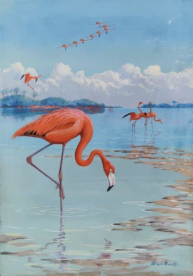 Flamencos | Allan Brooks | Estampado de naturaleza de Florida Foto 1 de 4