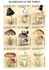 St. Vincent 1998 - Mushrooms Fungi - Sheet of 9 Stamps - Scott #2559 - MNH