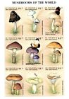 Saint Vincent 1998 - Champignons Champignons - Feuille de 9 Timbres - Scott #2559 - MNH