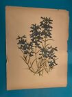 Botanical Drawing Antique - Salvia Pitcheri 