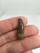 Rare Theropod Jurassic Tooth Morocco Dinosaur  Dinosaure Dent Fossil Fossile