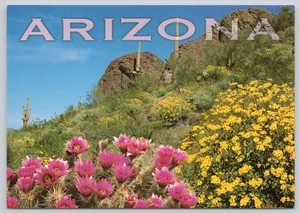 Postcard Desert in Bloom Arizona - Pink Yellow Flowers - Bruce Finchum - Picture 1 of 2