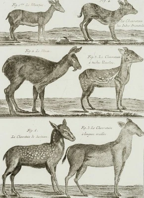 SCATTAGLIA (18.Jhd), Hirschartige, KSt. Klassizismus Tiere 1700-1749 Druckgraphi - Bild 1 von 4