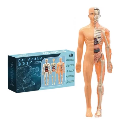 Anatomischer menschlicher Torso Körpermodell Anatomie Inneres Organ menschliche - Bild 1 von 4