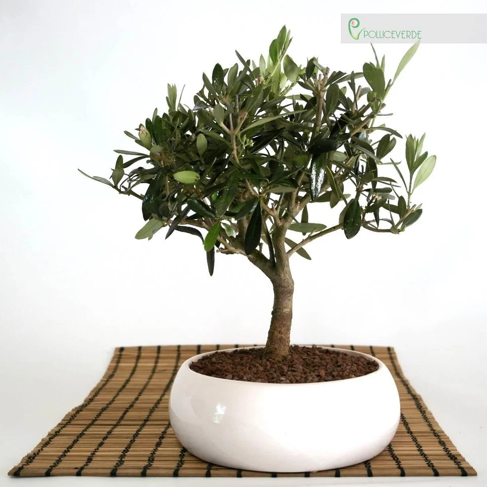 Bonsai di Olivo in ciotola bassa - Immagine 1 di 1