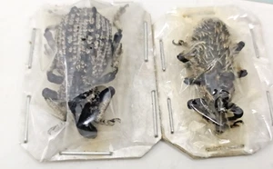 rares, two species weevils from Madagascar, R. rotschildi and L. albicornis, A1 - Picture 1 of 5