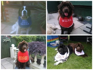 BIG DOG NEWFOUNDLAND,ST BERNARD ALL SLOBBERY BREEDS SLOBBER BIB 4 X SLOGANS  - Picture 1 of 5