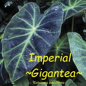 ~Imperial Taro~ Colocasia Antiquorum Gigantea Live Elephant Ear Sml Potd Plant - Picture 1 of 7