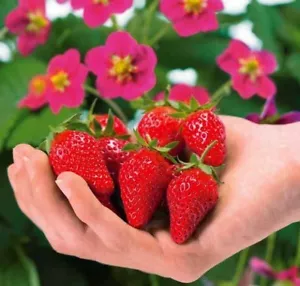 50 graines de Fraisier/fraise Alpine Toscana / 50 seed Red Strawberry Toscana - Foto 1 di 3