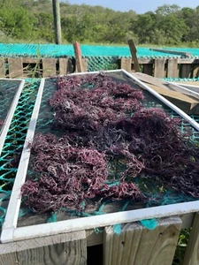 St Lucia Sea Moss / Dr Sebi Irish Moss Wildcrafted 100% Raw Purple 8 OZ - Picture 1 of 3