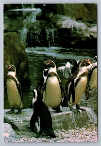 Postcard New York Aquarium Black-footed Penguins 6 x 4 Chrome N440 - Picture 1 of 2