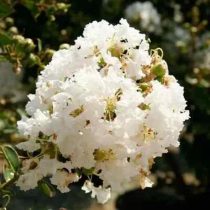 WHITE DUTCH CLOVER FLOWER 100 SEEDS / PERENNIAL USA - Picture 1 of 1