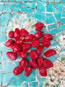 25 Exotic Cuban Cycad Zamia angustofolia Seeds