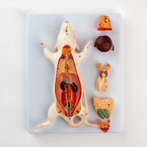 6-parts Plastic MOUSE Anatomical Model/Animal Anatomy model - Afbeelding 1 van 7