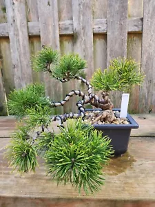 Styled Mountain Pinus Mugo Pine Bonsai Pre-Bonsai 15 Years Old (ID: B673) - Picture 1 of 9
