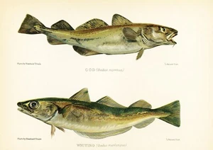 Original antike Lithographie von 1904 - Britische Fische - Kabeljau und Wittling - Bild 1 von 3