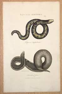 Handkolorierter naturkundlicher Stich aus PANTOLOGIA 1813 Schlangen - Bild 1 von 2