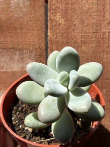 4” Blue ‘Moonstone’ Succulent - Picture 1 of 6