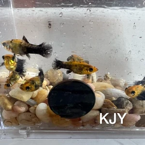 Juvenile Gold Dust Molly (10 PK UNSEXED) - Picture 1 of 3