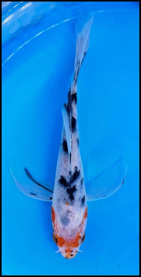 4-6” Showa Butterfly Live Koi Fish #231 Wow What A Beautiful Example! - Image 1 of 1