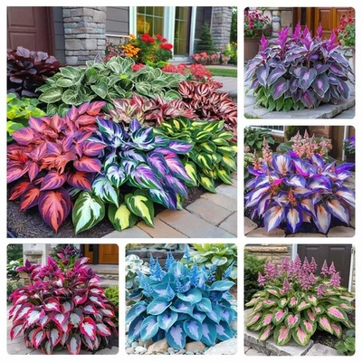 330+ Mixed Color Hosta Seeds for Planting - Shade-Tolerant Perennials, Dual Use - Image 1 of 4