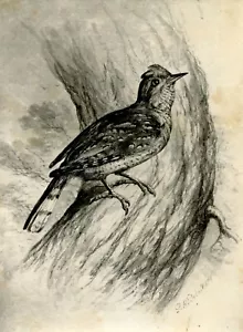 1876 Antiguo Estampado de Pájaro - Philip Delamotte CUELLO IRÓNICO - Arte de Pared de Colección - Imagen 1 de 2