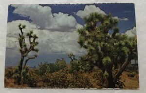 Joshua Trees In The Southwestern Desert. Postcard (V2) - Picture 1 of 2